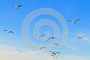 Seagulls flying on blue sky