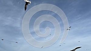 Seagulls are flying in the blue sky, Slow Motion.