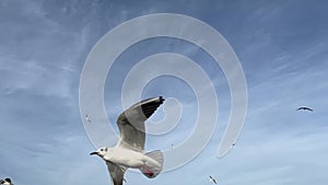 Seagulls are flying in the blue sky, Slow Motion.