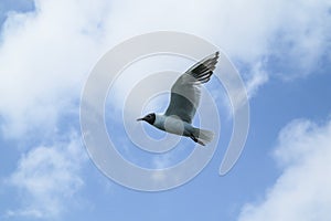 Gaviotas volador en parcialmente nublado el cielo más alto el mar 