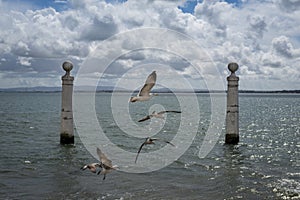 Seagulls flying in the Cais das Colunas in the Tagus River, Lisbon photo