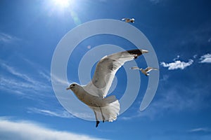 The seagulls flying on a clear sky above the roofs