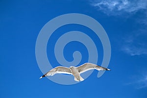 The seagulls flying on a clear sky above the roofs