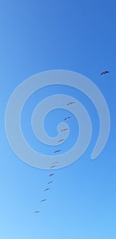 Seagulls flying in a flock on a blue sky