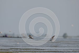 Seagulls are flying for food