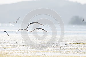 Seagulls are flying for food