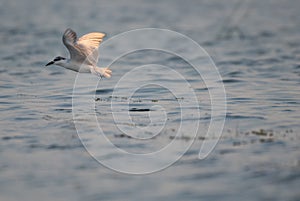 Seagulls are flying for food