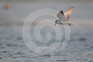 Seagulls are flying for food