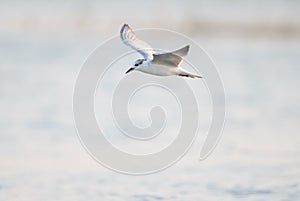 Seagulls are flying for food