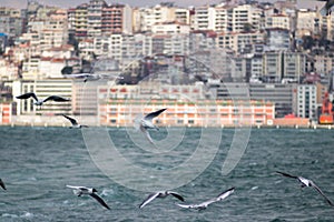 Seagulls flying around with cityscape in background. Istanbul, Turkey.