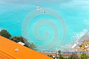 Seagulls flying on landscape of  coastline in Nice. Cote d`Azur France. Luxury resort of French riviera. Sea bird. wallpaper