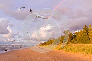 Seagulls Flying Next to a Rainbow