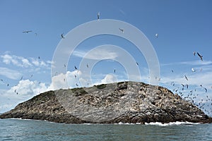 Seagulls flying off the island