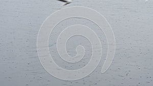 Seagulls flying over the Aegean sea in rainy day with raindrops at izmir city
