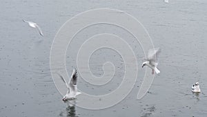 Seagulls flying over the Aegean sea in rainy day with raindrops at izmir city
