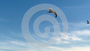 Seagulls flying over the bay on a sunny day, NY, USA