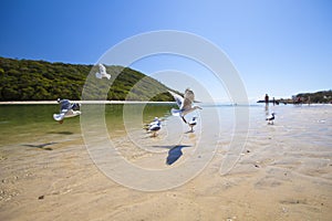 Seagulls flying over beach