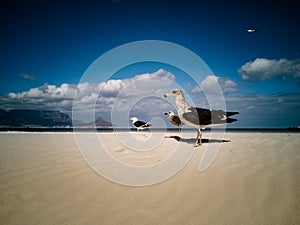 Seagulls flying over beach Africa Cape Town Table Mountain in background