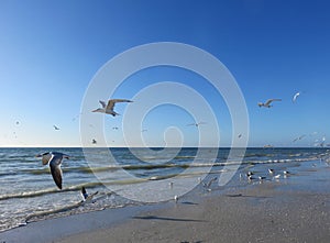 Seagulls flying over beach