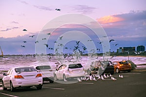 Seagulls flying over cars parked on ocean coastline.