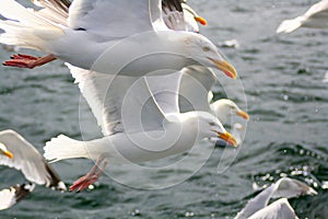 Seagulls flying over choppy sea