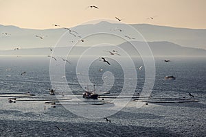 Seagulls flying over fish cages