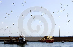 Seagulls flying over harbor