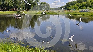 Seagulls flying over a lake in a city park, with a playground in the background.