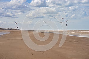 seagulls flying over a lonely beach. Cloudy sky