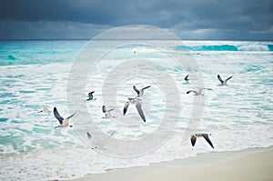 Seagulls flying over ocean waves