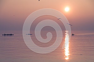 Gabbiani volare Attraverso canottaggio un gruppo formazione Attraverso scintillante sul tramonto 
