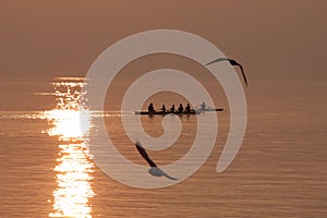 Seagulls Flying over Rowing Team Training over Shimmering Lake at Sunset