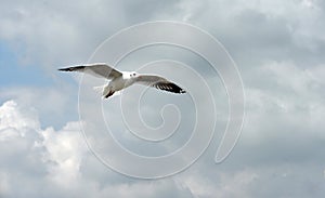 Seagulls flying over the sea.