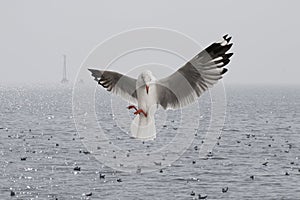 Seagulls flying over the sea