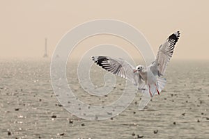 Seagulls flying over the sea in everning time photo
