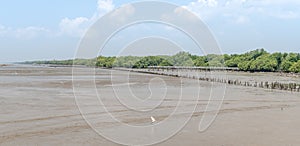 The seagulls flying over sea and mangroove forest in sunny day at Samut Sakorn, Thailand