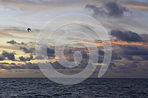 Seagulls flying over the sea at sunset in the evening