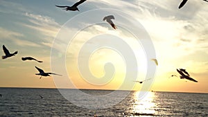 Seagulls are flying over sea surface at sunset time, dark silhouettes of birds in sky