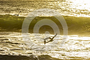 Seagulls flying over the sea and waves during sunrise