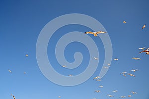 Seagulls flying over the sea	in blue sky.