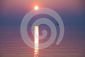 Gabbiani volare Attraverso scintillante sul tramonto 