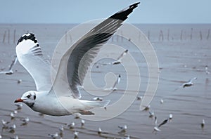 Seagulls flying over or soaring over the sea in Bangpu Samut Prakan