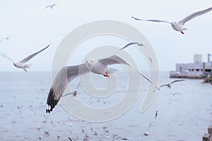 Seagulls flying over or soaring over the sea in Bangpu Samut Prakan