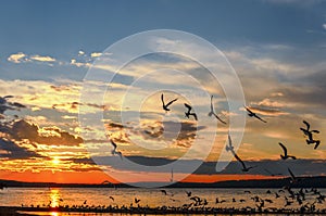 Seagulls flying over the Waskesiu Lake