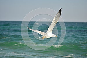 Seagulls flying over the water. Fly Away