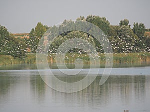 Seagulls flying over the waters of lake ivars and vila sana, lerida, catalonia, spain, europe