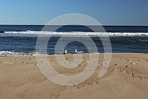 Seagulls flying over waves at sandy coastal shoreline ocean beach