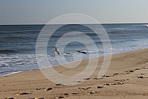 Seagulls flying over waves at sandy coastal shoreline ocean beach