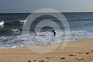 Seagulls flying over waves at sandy coastal shoreline ocean beach