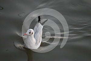 Seagulls flying at the pangpoo